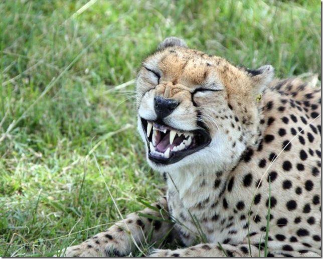 Гепард - самое быстрое животное на земле