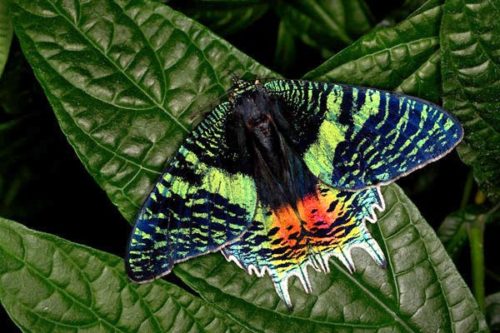 Названия и фото самых красивых бабочек в мире